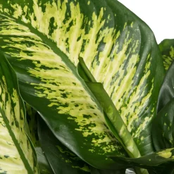 Dieffenbachie (Dieffenbachia seguine 'Reeva') D 24 H 80 cm