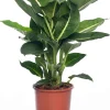 Dieffenbachie (Dieffenbachia 'Green Magic') D 17 H 65 cm