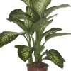 Dieffenbachie (Dieffenbachia seguine 'Tropic Snow') D 24 H 90 cm