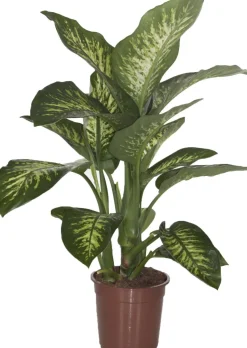 Dieffenbachie (Dieffenbachia seguine 'Tropic Snow') D 24 H 90 cm