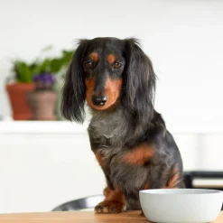 District 70 Hundenapf Bamboo S beige D 14 H 5,2 cm 570 ml