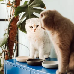 District 70 Katzennapf Bamboo XS beige D 12 H 2,8 cm