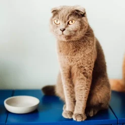 District 70 Katzennapf Bamboo XS beige D 12 H 2,8 cm