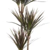 Drachenbaum (Dracaena marginata 'Magenta') D 21 cm H 120 cm