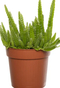 Drachenfrucht (Hylocereus undatus) D 10,5 H 20 cm