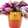 Dreimasterblume (Tradescantia albiflora 'Nanouk') D 12 H 20 cm