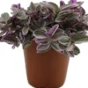 Dreimasterblume (Tradescantia 'Sweetness') D 10,5 H 20 cm