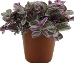 Dreimasterblume (Tradescantia 'Sweetness') D 10,5 H 20 cm
