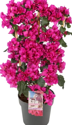 Drillingsblume (Bougainvillea glabra 'Sanderiana') D 21 H 70 cm
