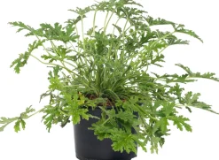 Duftgeranie (Pelargonium graveolens 'Mosquito fighter') D 12 H 20 cm