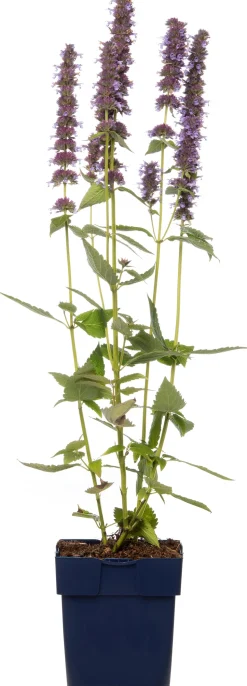 Duftnessel (Agastache 'Blue Fortune') D 11 H 10 cm