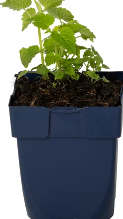 Duftnessel (Agastache Rugosa 'Alabaster') D 11 H 20 cm