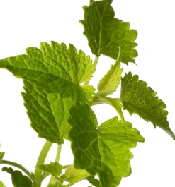 Duftnessel (Agastache Rugosa 'Alabaster') D 11 H 20 cm