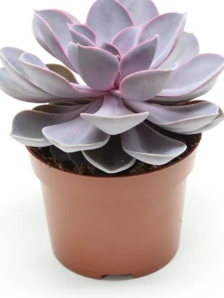 Echeverie (Echeveria 'Purple Pearl') D 12 H 15 cm