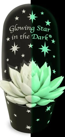 Echeverie (Echeveria 'Star in the Dark') D 11 H 13 cm