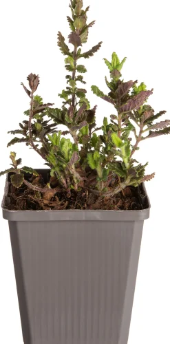 Edel-Gamander (Teucrium chamaedrys) D 9 H 5 cm