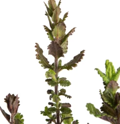 Edel-Gamander (Teucrium chamaedrys) D 9 H 5 cm