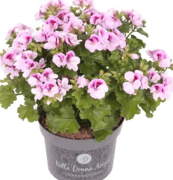 Edelgeranie (Pelargonium grandiflorum 'Angel') D 12 H 15 cm