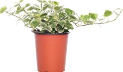 Efeu (Hedera helix 'White Wonder') D 9 H 10 cm