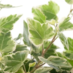 Efeu (Hedera helix 'White Wonder') D 9 H 10 cm