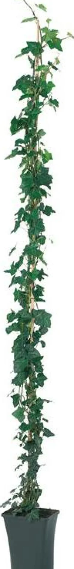 Efeu (Hedera hibernica) D 19 H 180 cm