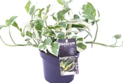 Efeutute (Epipremnum aureum 'N'Joy') D 12 H 15 cm