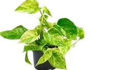 Efeutute (Epipremnum pinnatum 'Marble Queen') D 12 H 15 cm