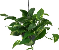 Efeutute im Hängetopf (Epipremnum pinnatum) D 15 H 40 cm