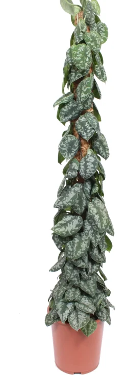 Efeutute mit Moosstab (Epipremnum pictus 'Trebie') D 27 H 150 cm