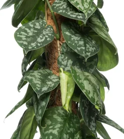 Efeutute mit Moosstab (Epipremnum pictus 'Trebie') D 27 H 150 cm