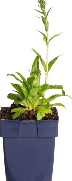 Ehrenpreis (Veronica gentianoides) D 11 H 20 cm