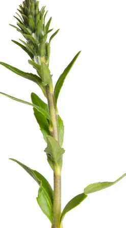 Ehrenpreis (Veronica gentianoides) D 11 H 20 cm