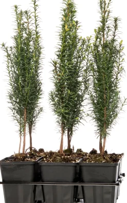 Eibe (Taxus baccata)