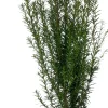 Eibe (Taxus baccata) D 17 H 50 cm