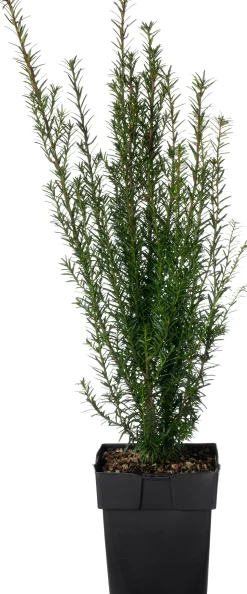 Eibe (Taxus baccata) D 17 H 50 cm