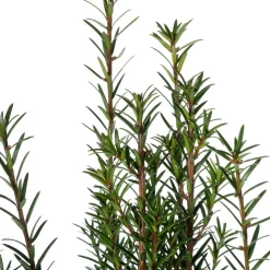 Eibe (Taxus baccata) D 17 H 50 cm