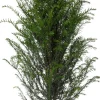 Eibe (Taxus baccata) D 21 H 50 cm