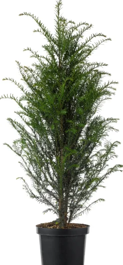 Eibe (Taxus baccata) D 21 H 50 cm