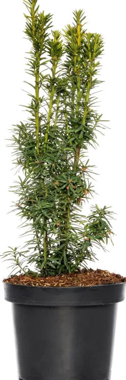 Eibe (Taxus baccata David)