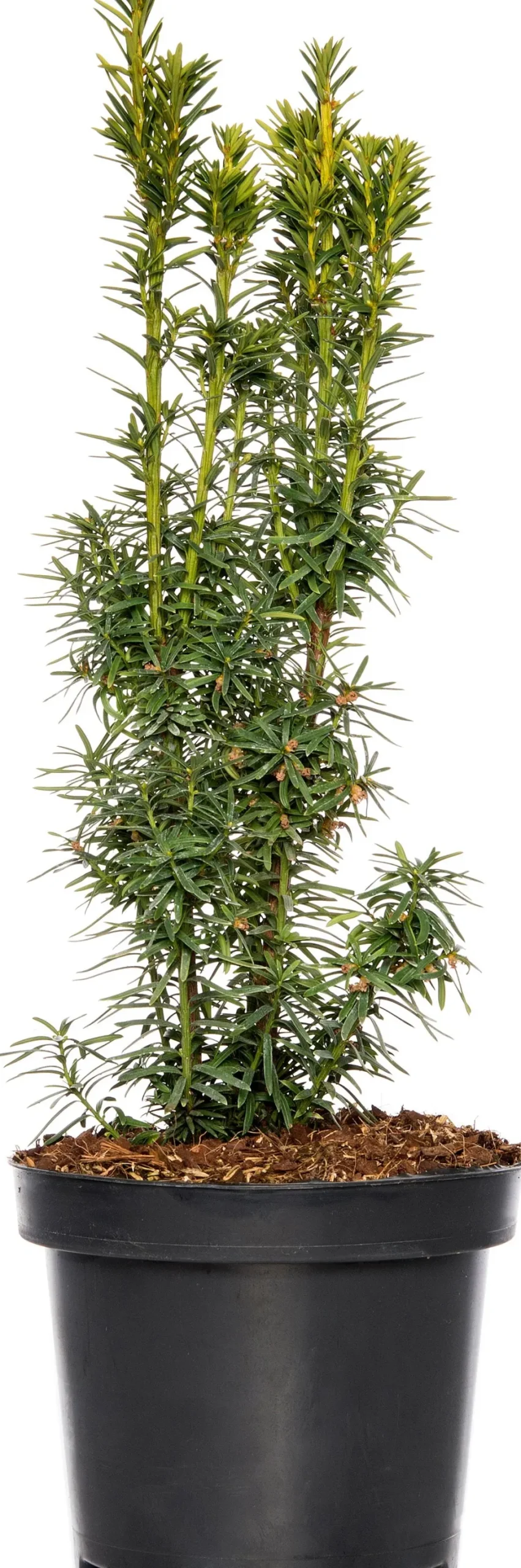 Eibe (Taxus baccata David)