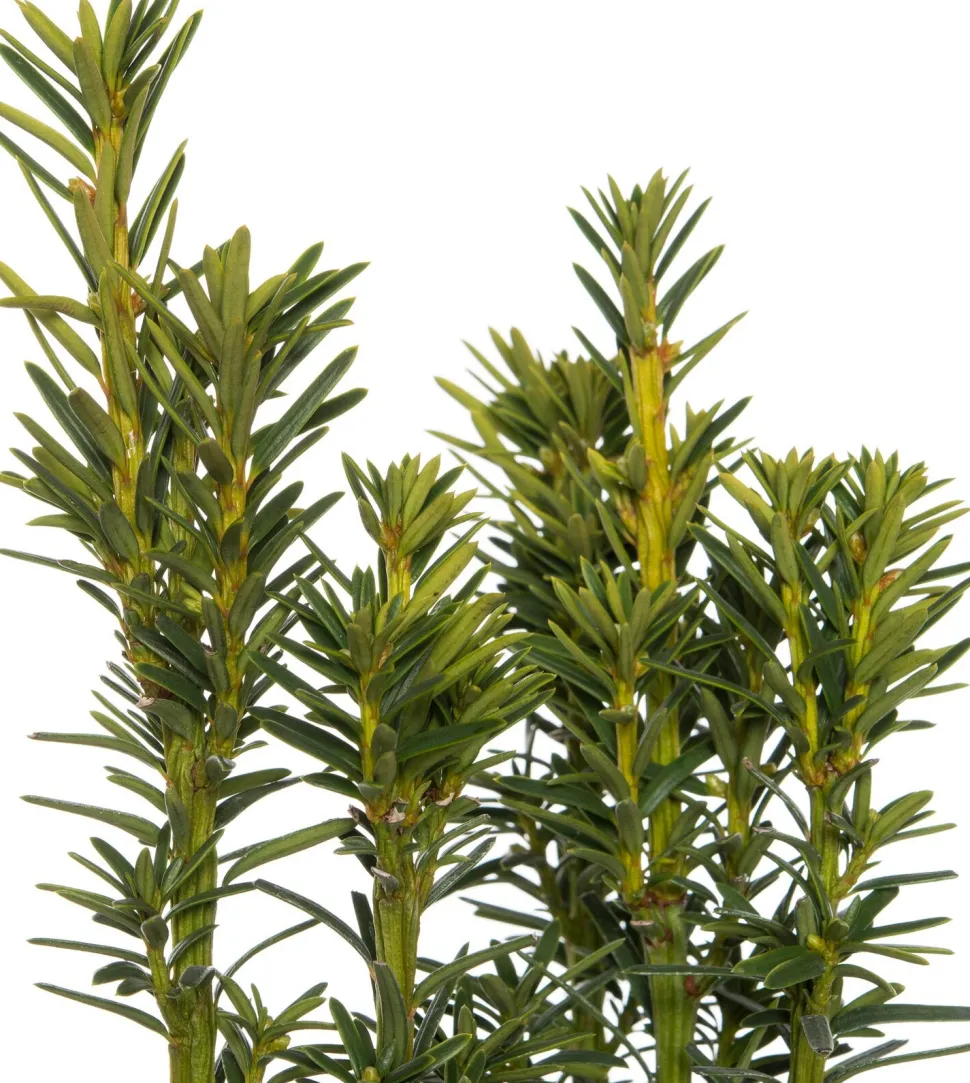 Eibe (Taxus baccata David)