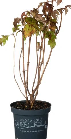 Eichenblatthortensie (Hydrangea quercifolium 'Ice Crystal') D 19 H 40 cm