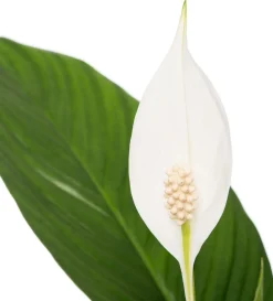Einblatt (Spathiphyllum 'Bingo Cupido') D 17 cm H 65 cm