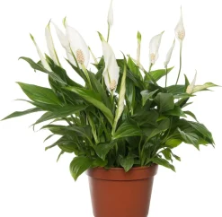 Einblatt (Spathiphyllum 'Pearl') D 15 cm H 35 cm