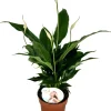 Einblatt (Spathiphyllum 'Sweet Chico') D 13 cm H 55 cm