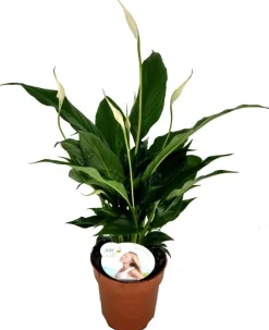 Einblatt (Spathiphyllum 'Sweet Chico') D 13 cm H 55 cm
