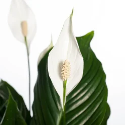 Einblatt (Spathiphyllum 'Sweet Lauretta') D 24 H 105 cm