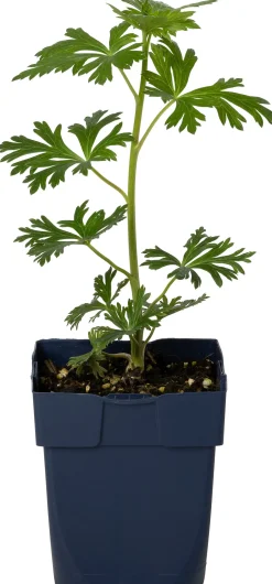 Eisenhut (Aconitum carmichaelii 'Cloudy') D 11 H 80 cm