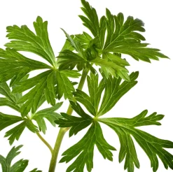 Eisenhut (Aconitum carmichaelii 'Cloudy') D 11 H 80 cm