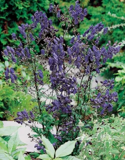 Eisenhut (Aconitum henryi 'Spark's Variety') D 11 H 5 cm